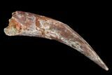 Fossil Pterosaur (Siroccopteryx) Tooth - Morocco #127685-1